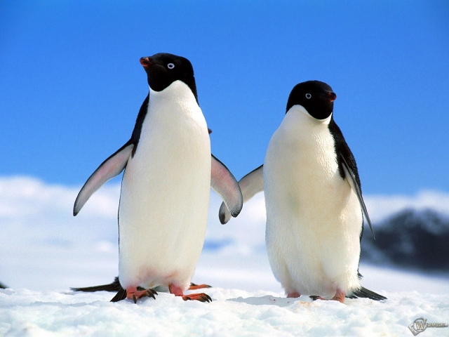 Два пингвина
